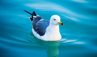 물위에 날개를 접고 앉아 있는 갈매기 모습