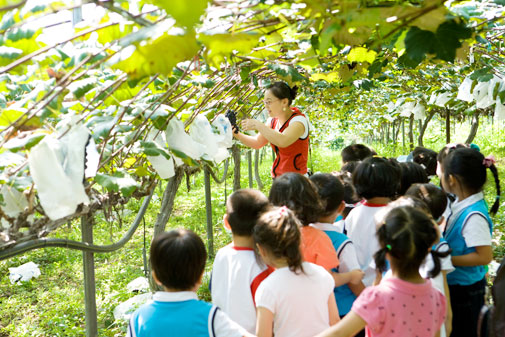 선생님과 아이들이 포도 따는 모습
