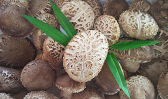 버섯이 가득 있는 모습