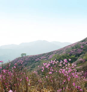 영취산 진달래는 달달해