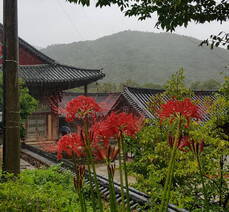 흥국사 꽃무릇