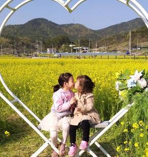 노란물결 속으로 퐁당