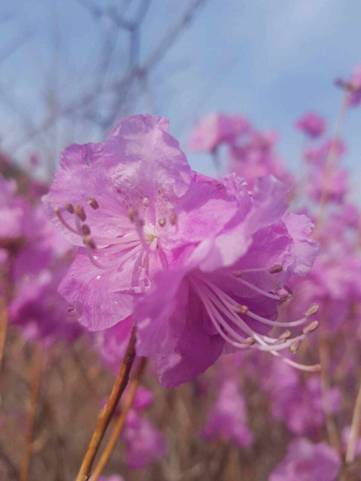 2022. 3. 22. 영취산 개화현황