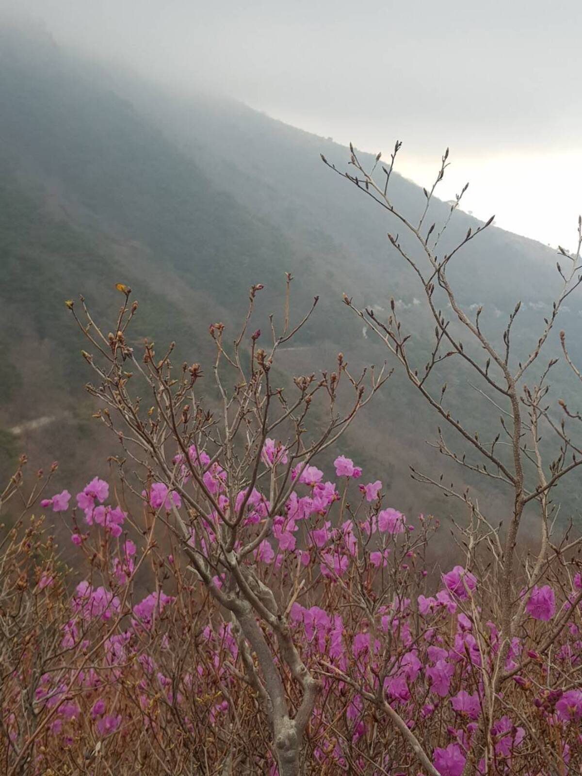 2022. 3. 25. 진달래 개화현황