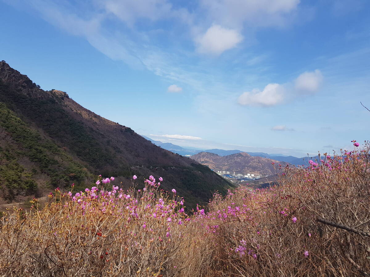 진달래 개화상황