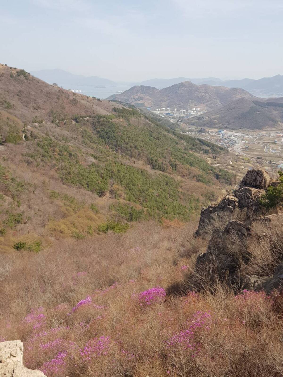 22. 3. 27. 개화현황