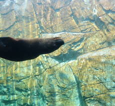아쿠아플라넷::참물범 간식타임 /메인수조 피딩 즐기기