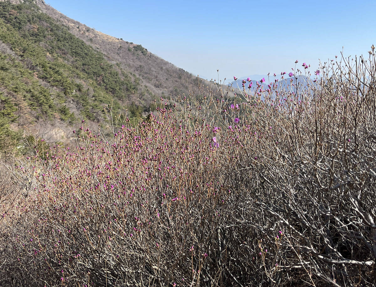 2023년 3월 14일 진달래 개화현황