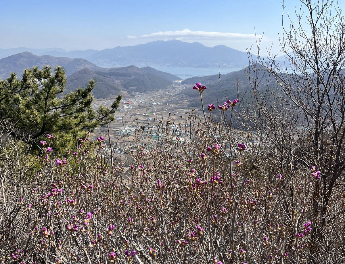 2023년 3월 14일 진달래 개화현황