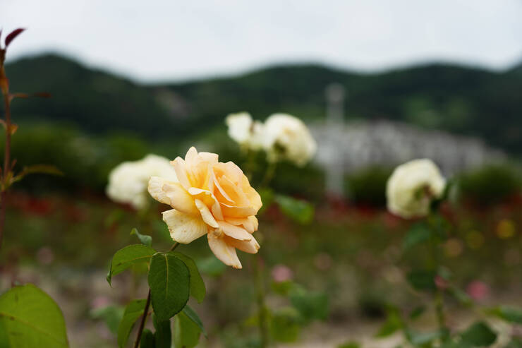 이순신공원_0002_DSC09093.ARW.jpg