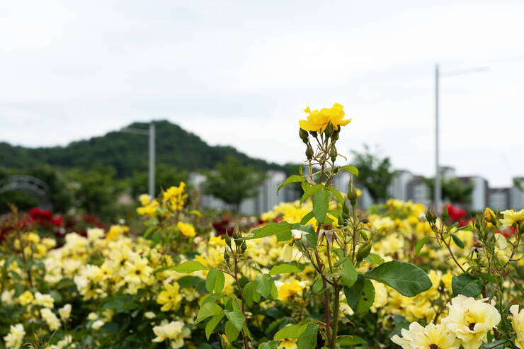 이순신공원_0007_DSC09122.ARW.jpg