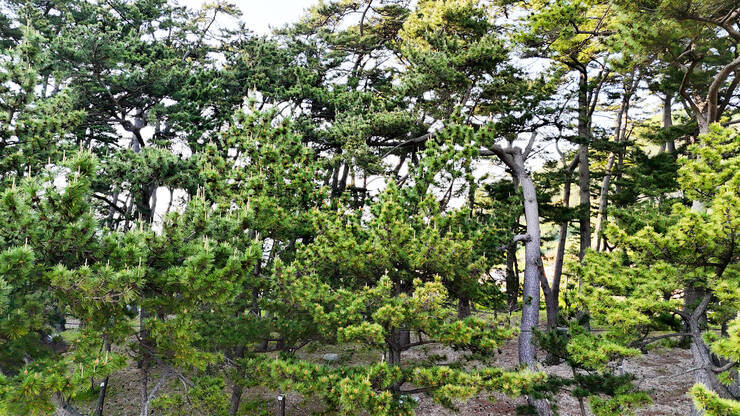 솔밭해수욕장_12.jpg