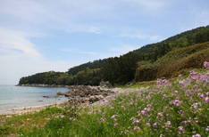 안도의 4번째 이미지