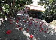 향일암 동백꽃