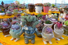 서틀러 옹기 다육(서틀러영농조합법인/다육식물원)의 4번째 이미지