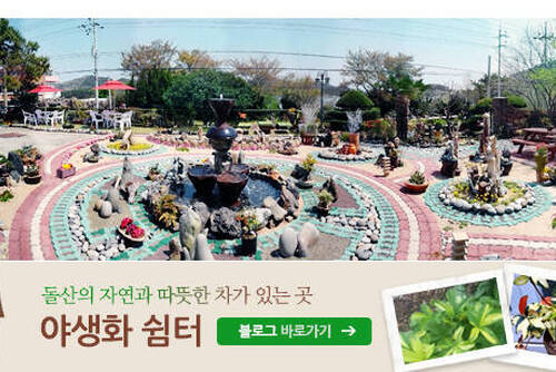 풀잎사랑(야생화)의 1번째 이미지