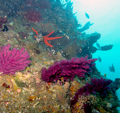 백도의 바다속 해양식물들과 물고기들이 한데 어우러져있다