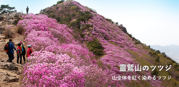 山全体を紅く染めるツツジ