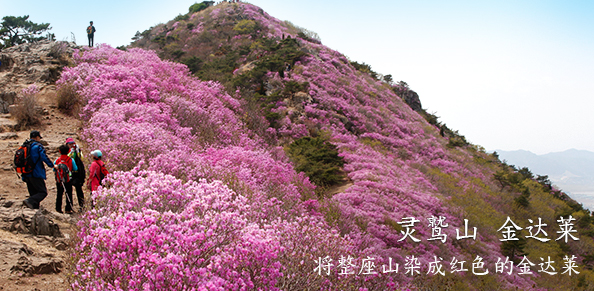 将整座山染成红色的金达莱