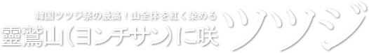 韓国ツツジ祭の最高!山全体を紅く染める靈鷲山(ヨンチサン)に咲くツツジ