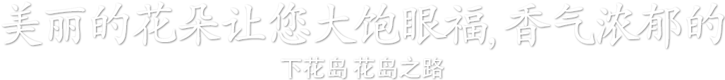美丽的花朵让您大饱眼福，香气浓郁的下花岛 花岛之路