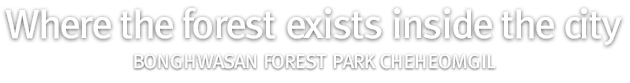 Bonghwasan Forest Park Cheheomgil, where the forest exists inside the city
