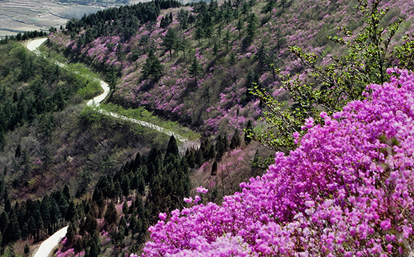 진달래가 산과 한데 어우러져있는 진례산(영취산)의 전경