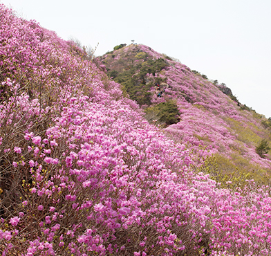 산 정상까지 만개한 진달래꽃