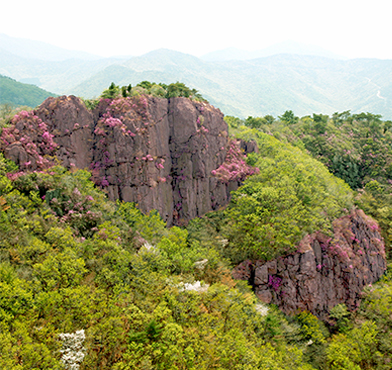절벽위에 피어있는 진달래꽃과 절벽 아래에 펼쳐진 초록의 나무