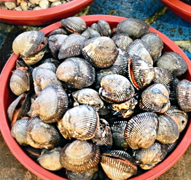 손질하기 전 새조개