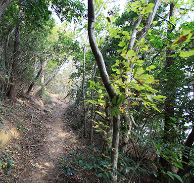 수죽산 능선을 따라 봉황산 가는 산길