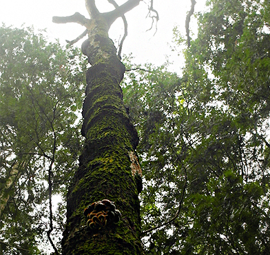 울창한 숲에서 올려다본 하늘
