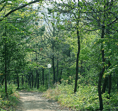 편백나무숲으로 이루어진 고락산