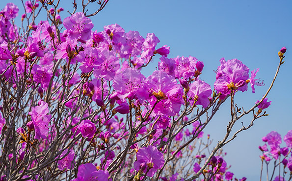 산 능선에 피어난 진달래 모습