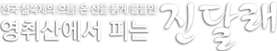전국 철쭉제의 으뜸! 온 산을 붉게 물들인 영취산에서 피는 진달래