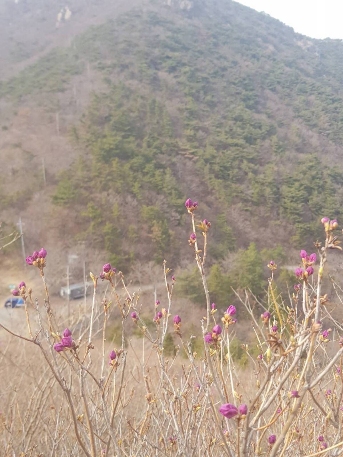 2022. 3. 22. 진달래 개화현황