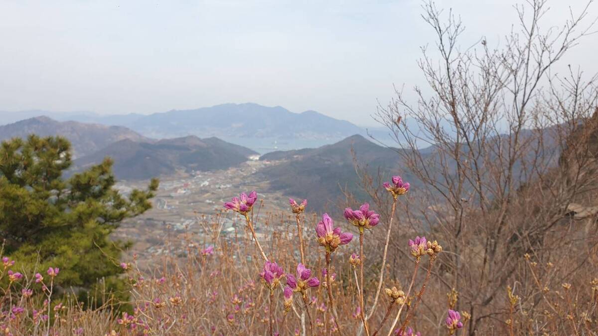 2022. 3. 22. 진달래 개화현황