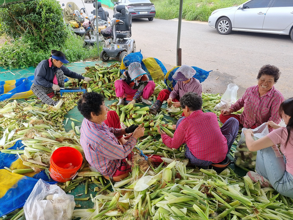여수시 화양면 용주마을에서 여러 명의 여성들이 찰옥수수를 수확하고 있는 모습이다. 이들은 수확한 옥수수의 껍질을 벗기며 작업하고 있다.