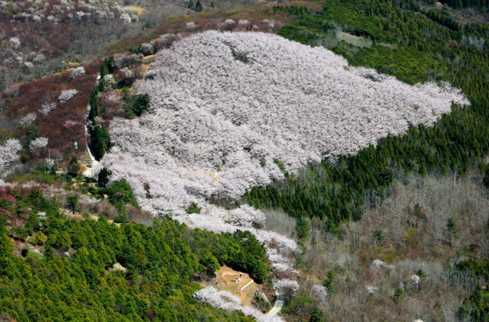 5 여수시, 영취산 ‘상암동 벚꽃 군락지’ 새롭게 주목.jpg