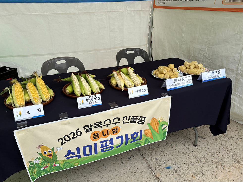 8-1 여수시, 신품종 찰옥수수 '화니찰' 시민 입맛 사로잡았다.jpg