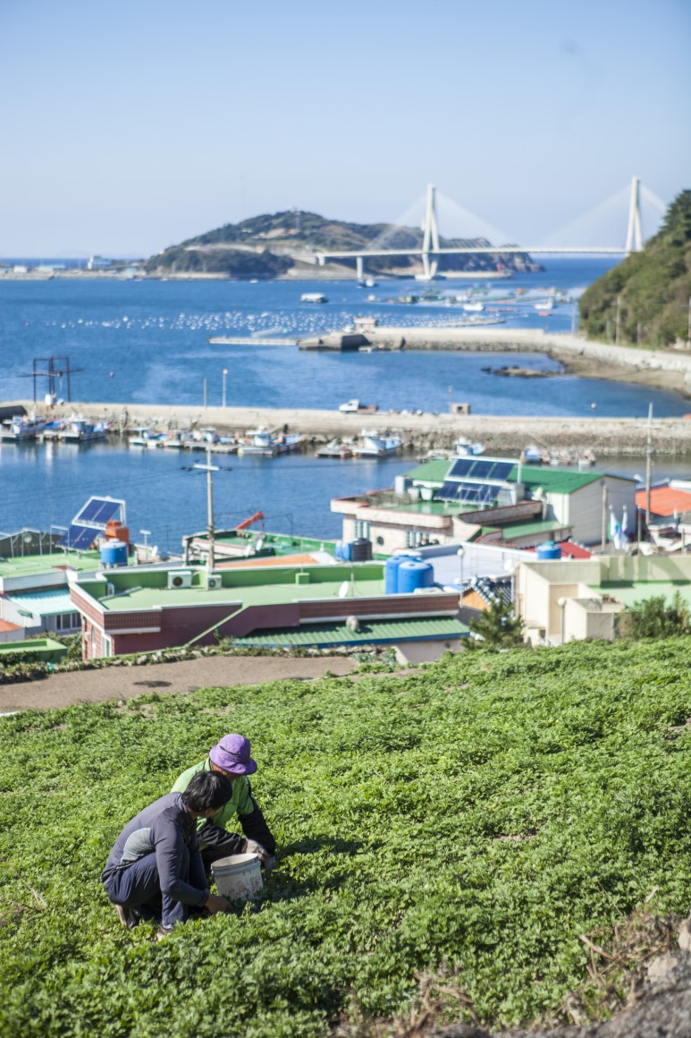 10 봄 향기 담은 “거문도 해풍쑥”, 2월 중순부터 출하 시작.jpeg